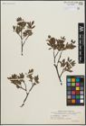 Foto von Salix arbuscula L. x Salix lapponum L.